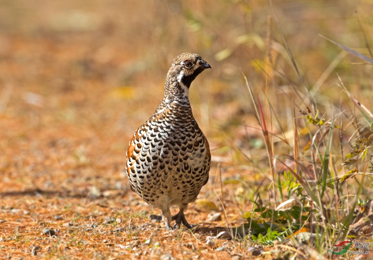 黑嘴松鸡-花尾榛鸡