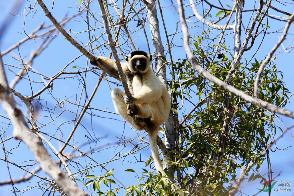 瓦氏冕狐猴 van der deckens sifaka, deckens sifaka (propithecus