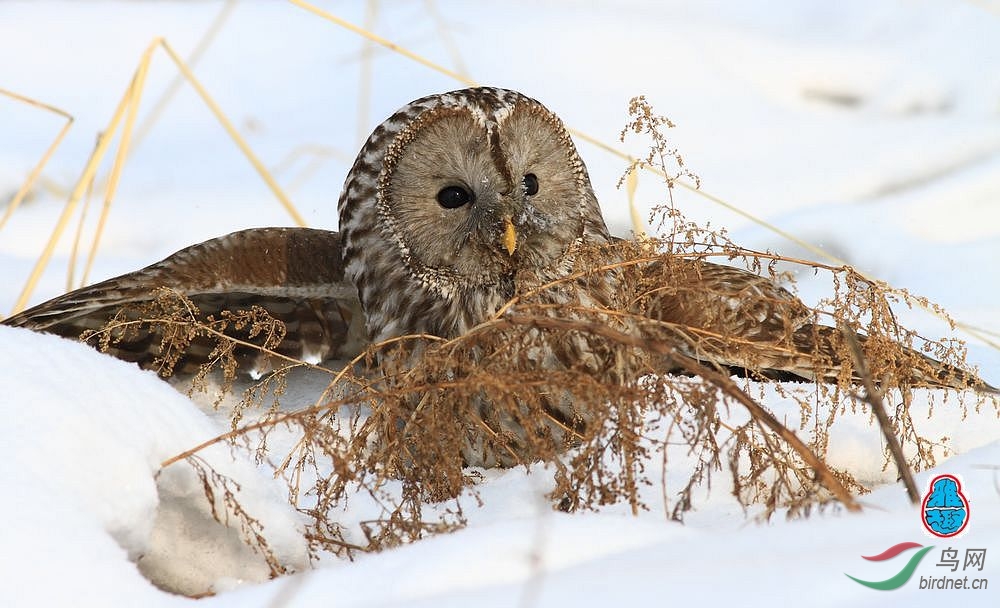 雪地林枭格外俏