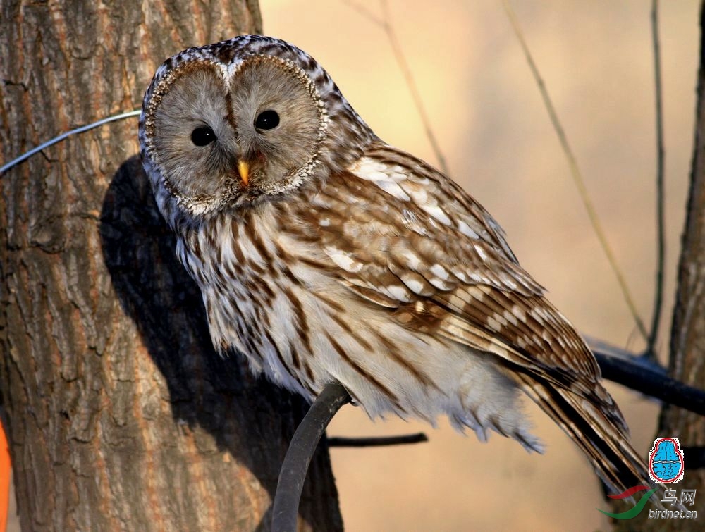 电缆线和苞米杆上的林枭