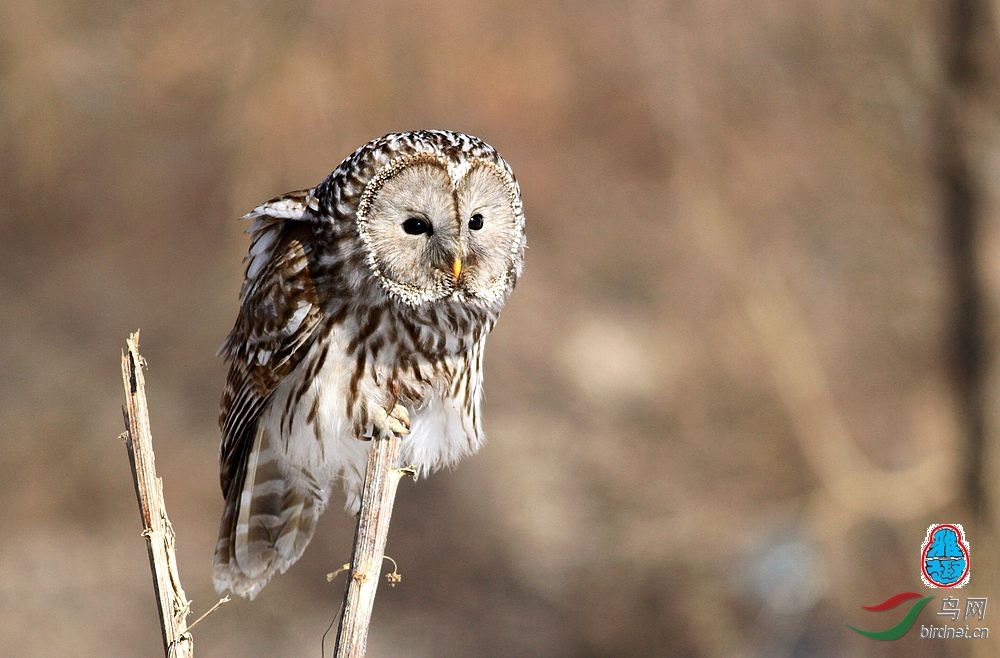 电缆线和苞米杆上的林枭