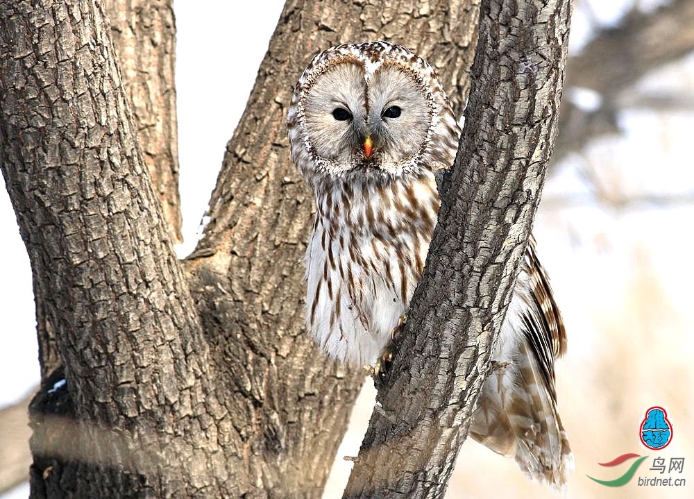 守株待兔的红嘴林枭