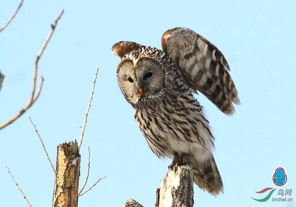 守株待兔的红嘴林枭