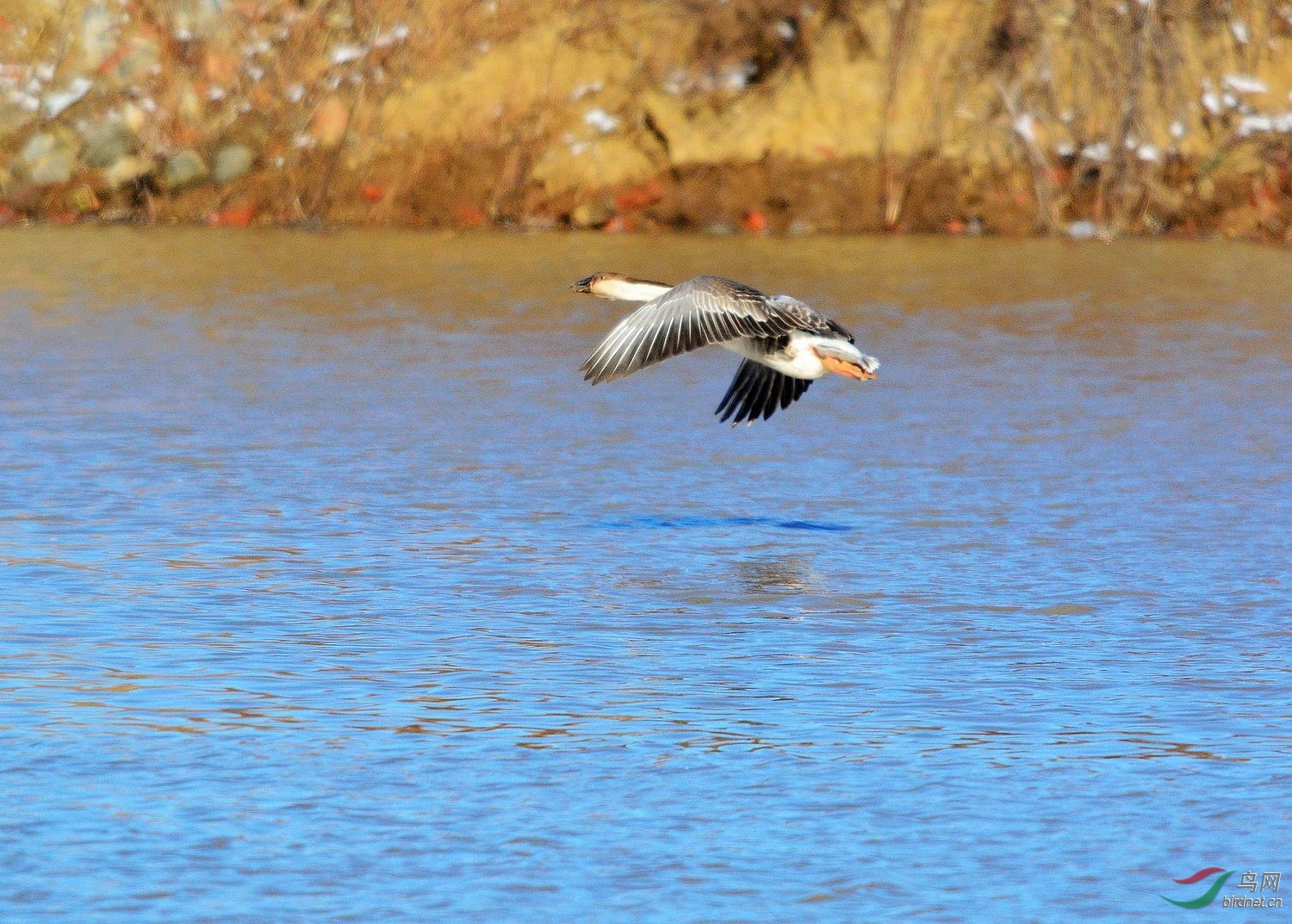 亦名原鹅,大雁,洪雁,冠雁,天鹅式大雁,随鹅,奇鹅,黑嘴雁,沙雁,草雁