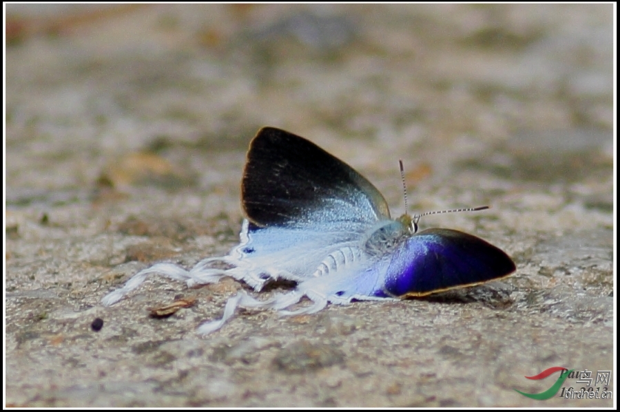 带有飘带般尾突的珍灰蝶