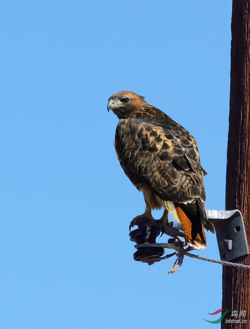 red-tailed hawk 1.jpg