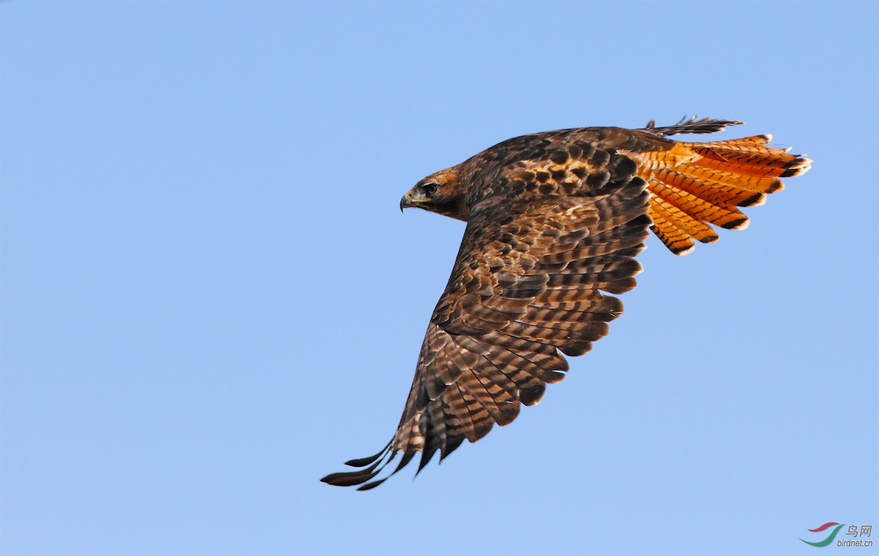 red-tailed hawk 2.jpg