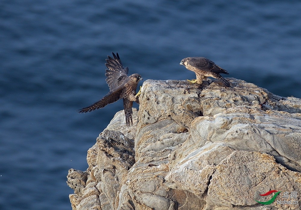 游隼喜欢生活在海边崖壁上的游隼