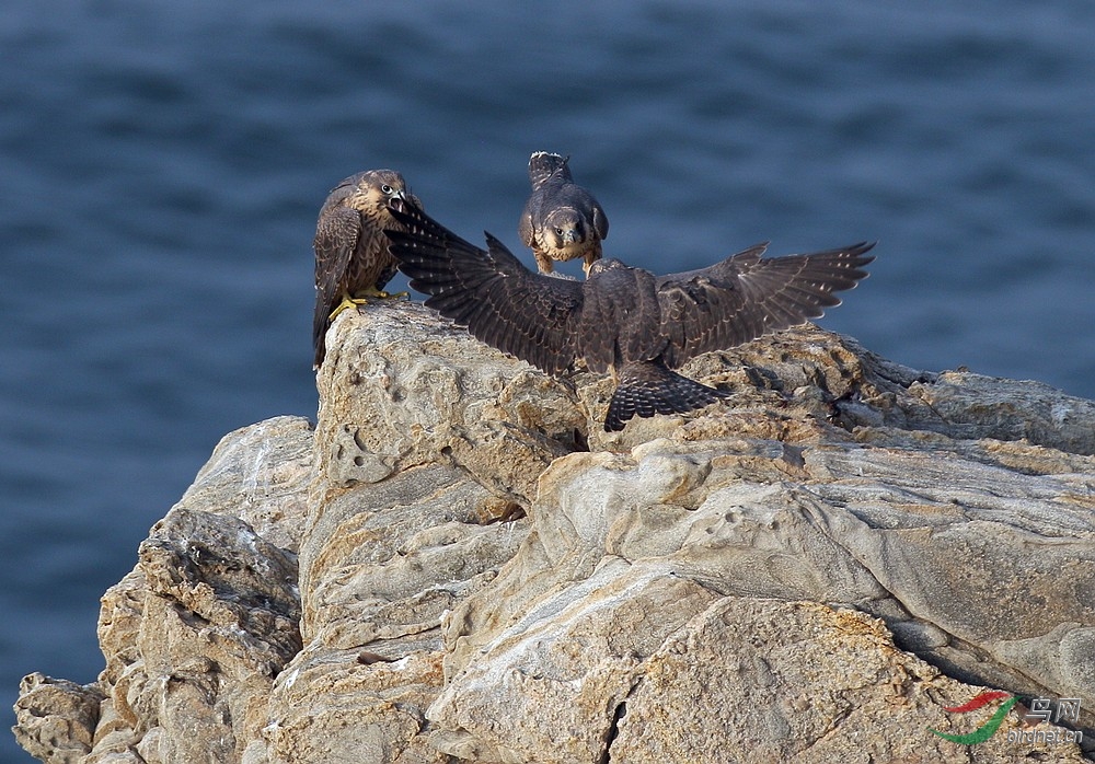 游隼喜欢生活在海边崖壁上的游隼