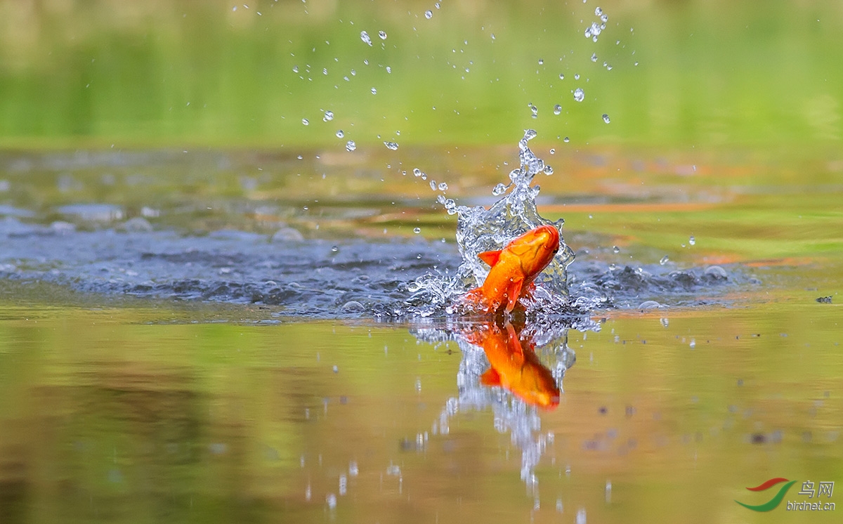 锦鲤出水迎年会