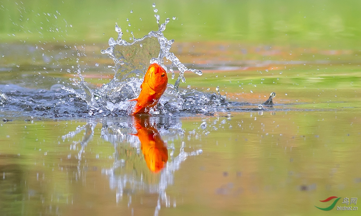 锦鲤出水迎年会