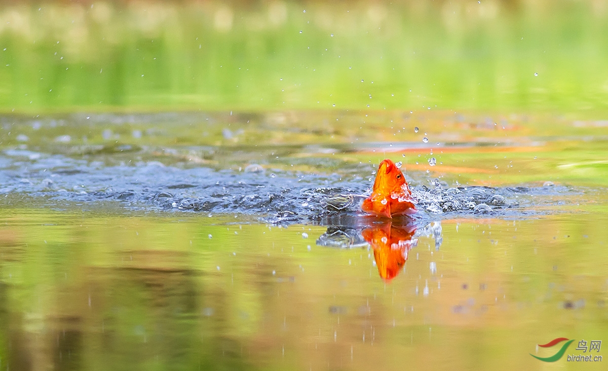 锦鲤出水迎年会