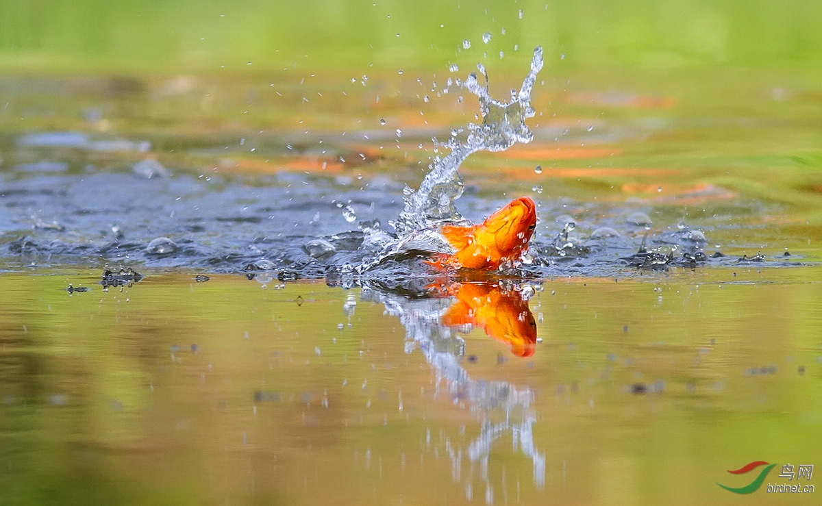 锦鲤出水迎年会
