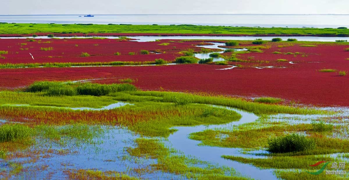 祝贺盘锦双台河口国家级自然保护区 荣膺"十大魅力湿地"