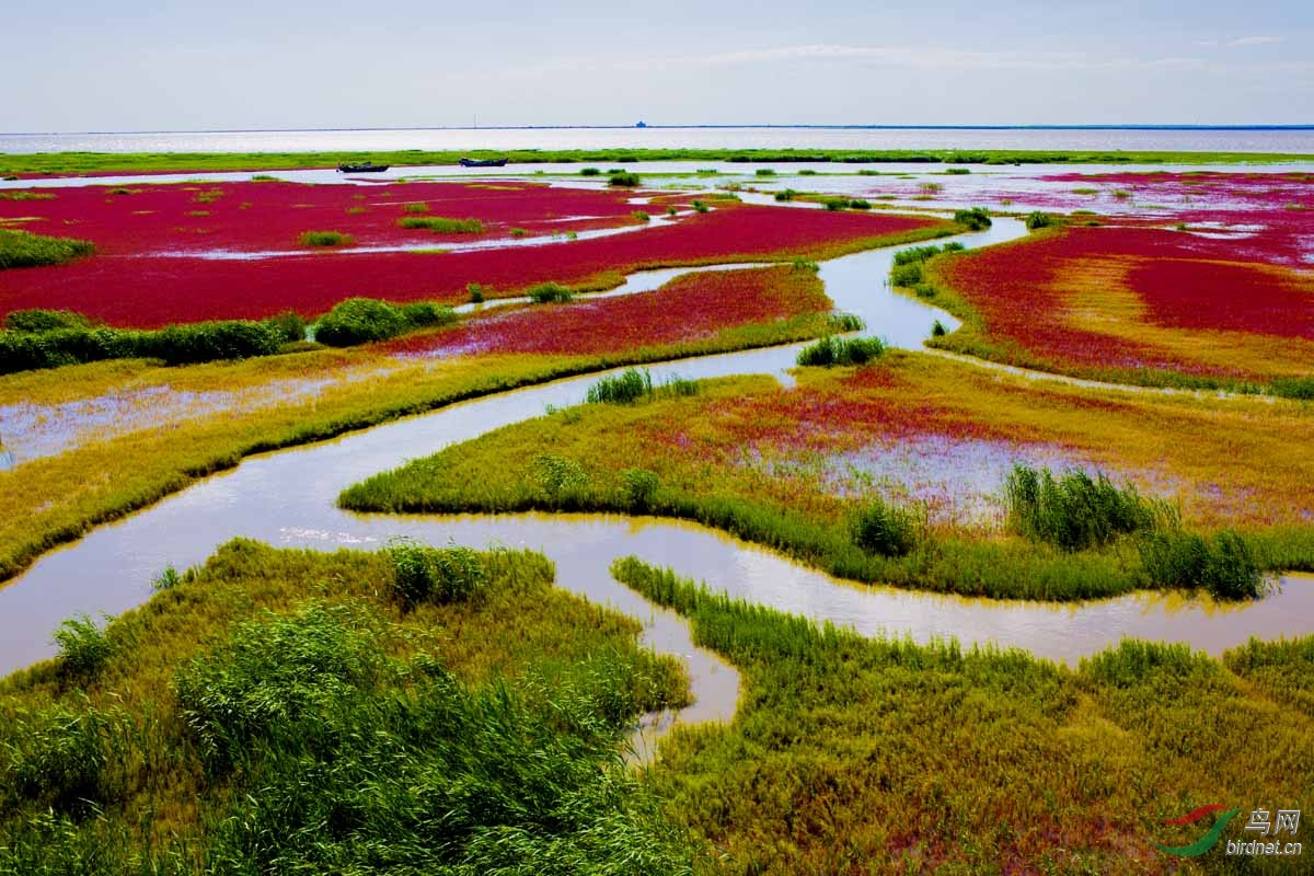 祝贺盘锦双台河口国家级自然保护区 荣膺"十大魅力湿地" - 地理风光版