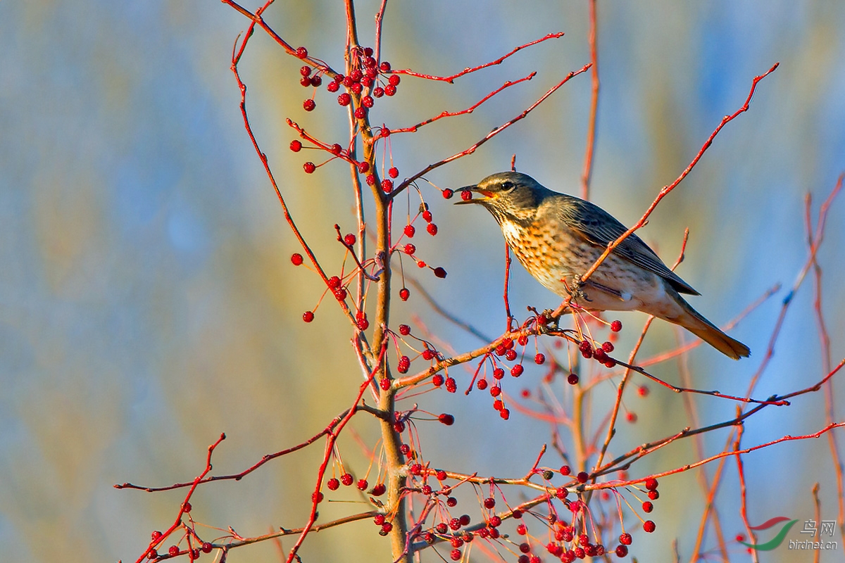 山丁子树上的斑鸫