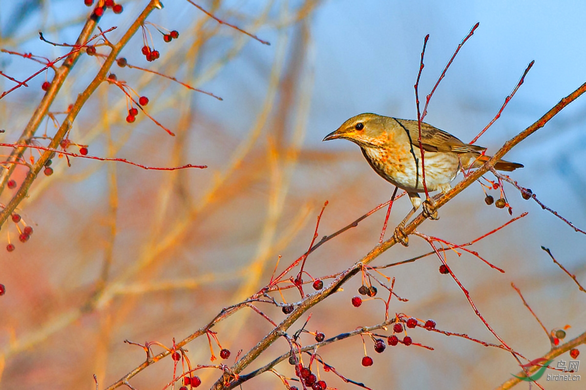 山丁子树上的斑鸫