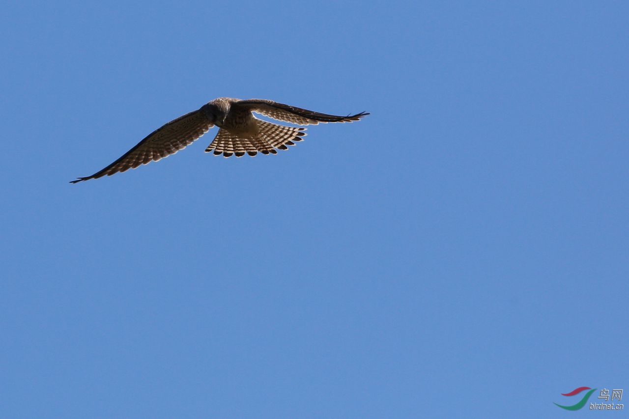 发现目标 【阿穆尔隼】