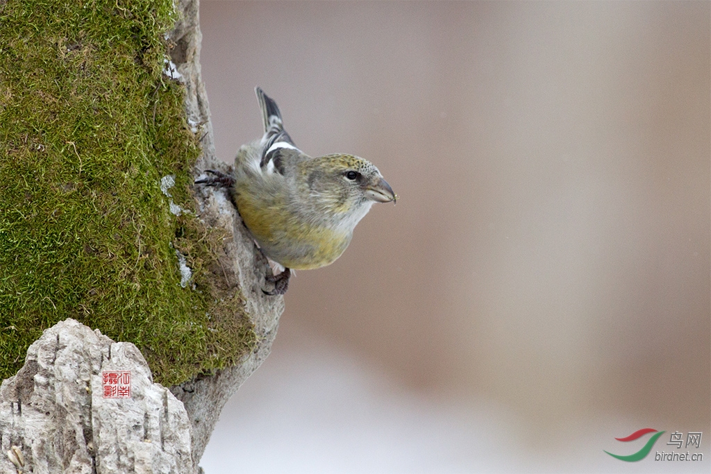携白翅交嘴雀祝贺龙江东北虎荣升版主