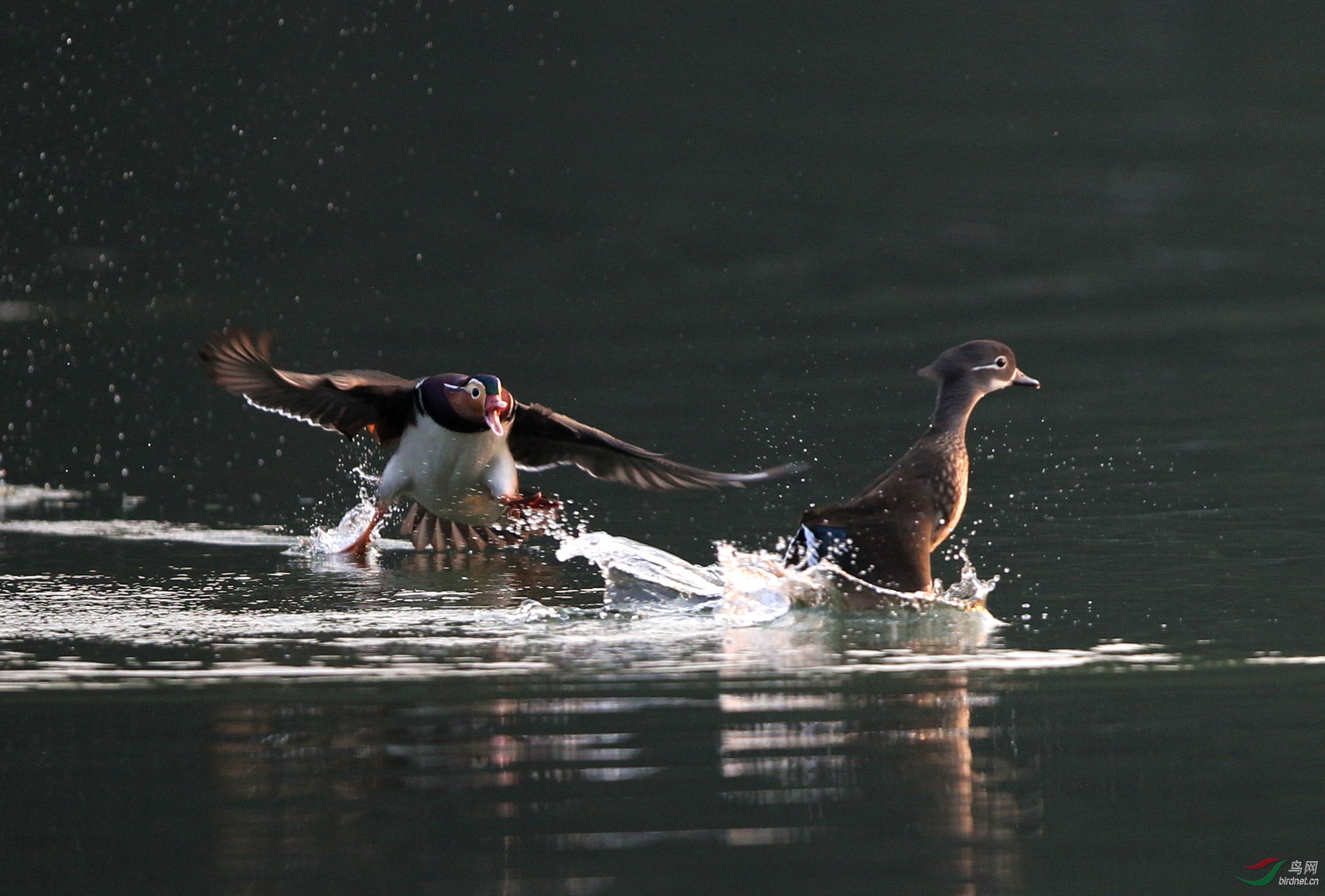 成双成对的鸳鸯