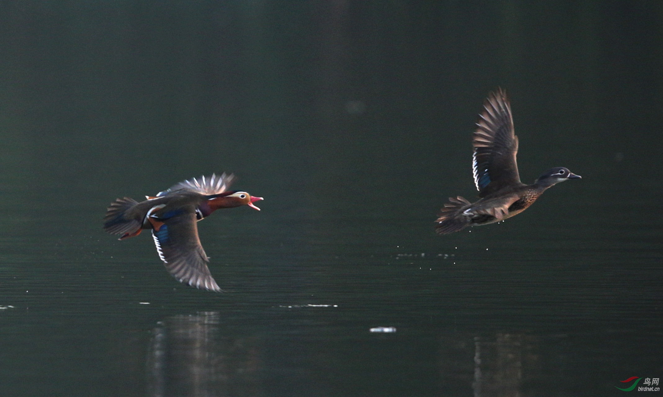 成双成对的鸳鸯
