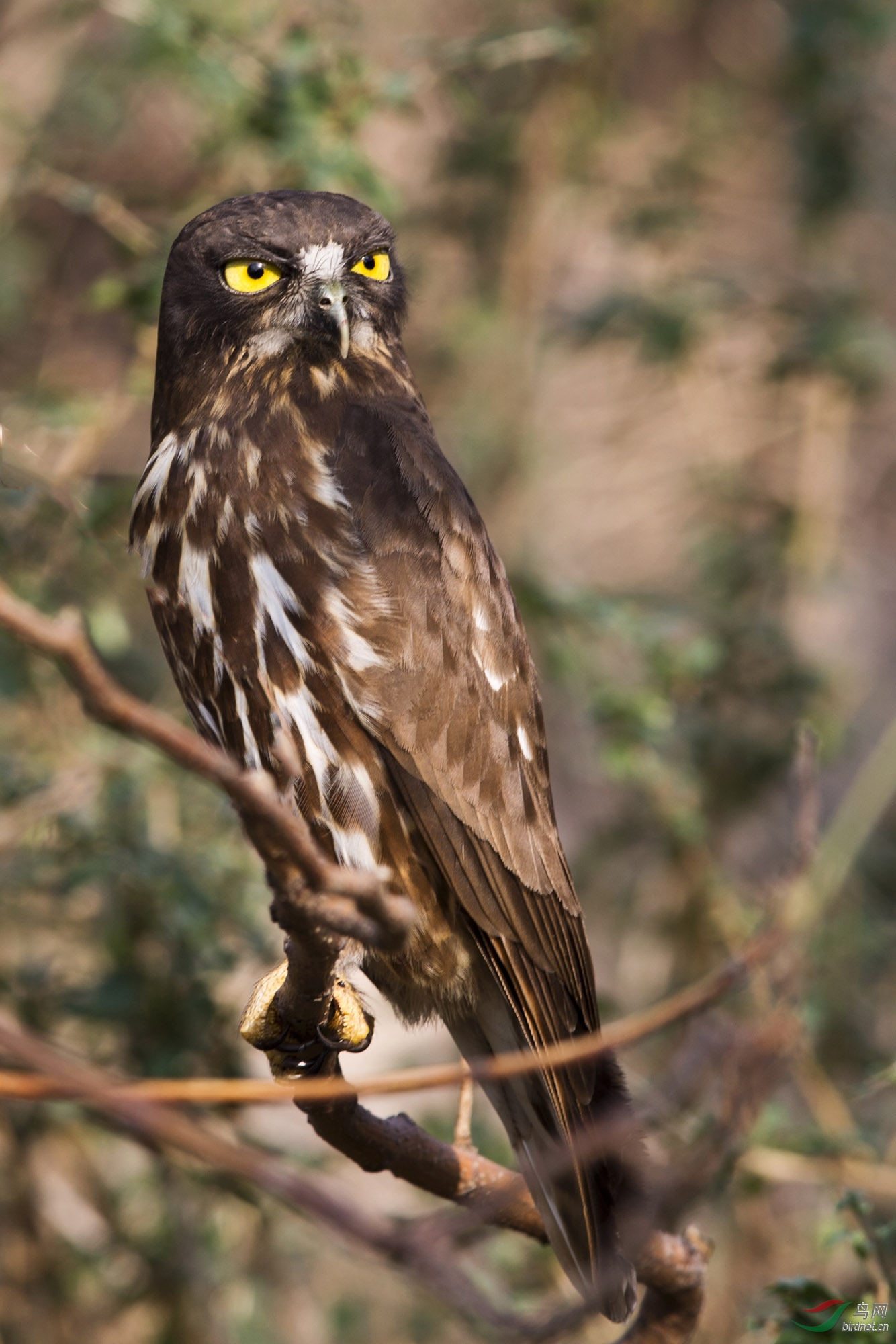 鹰枭- 上海版 shanghai 鸟网