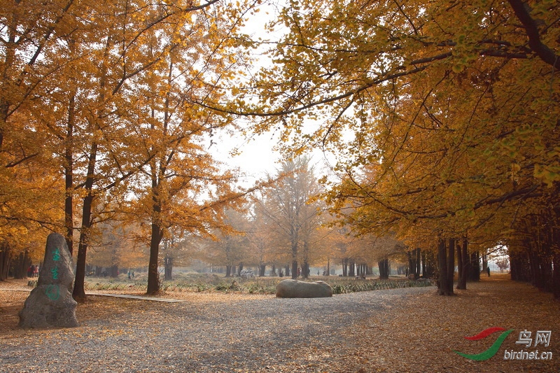 罕见的丛生银杏林