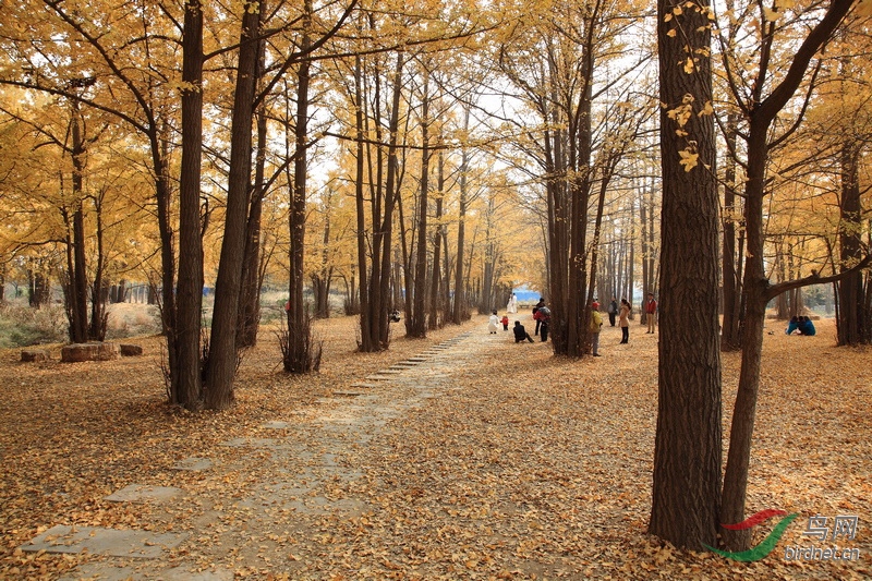 罕见的丛生银杏林