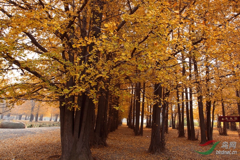 罕见的丛生银杏林