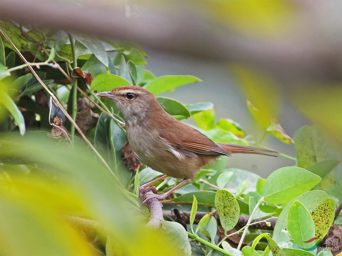 请教是短翅树莺吗?