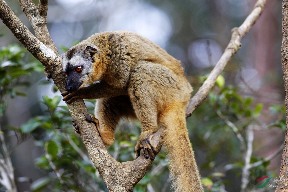 褐狐猴 common brown lemur (eulemur fulvus), or brown lemur