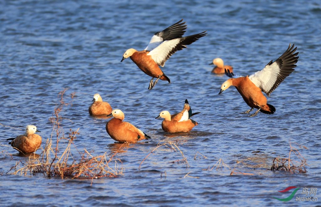 赤麻鸭 - 辽宁版 liaoning 鸟网