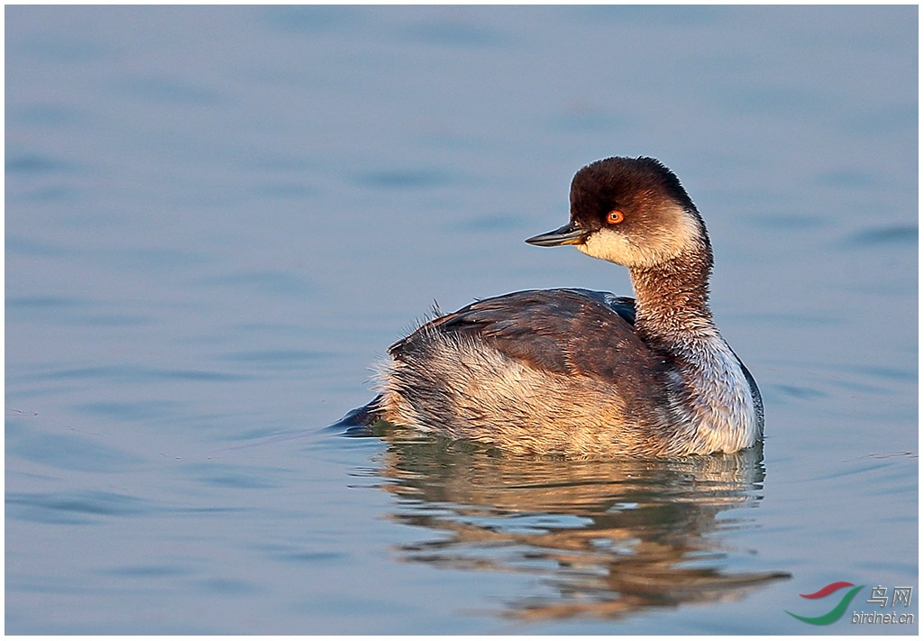 请求鉴别小鸊鷉