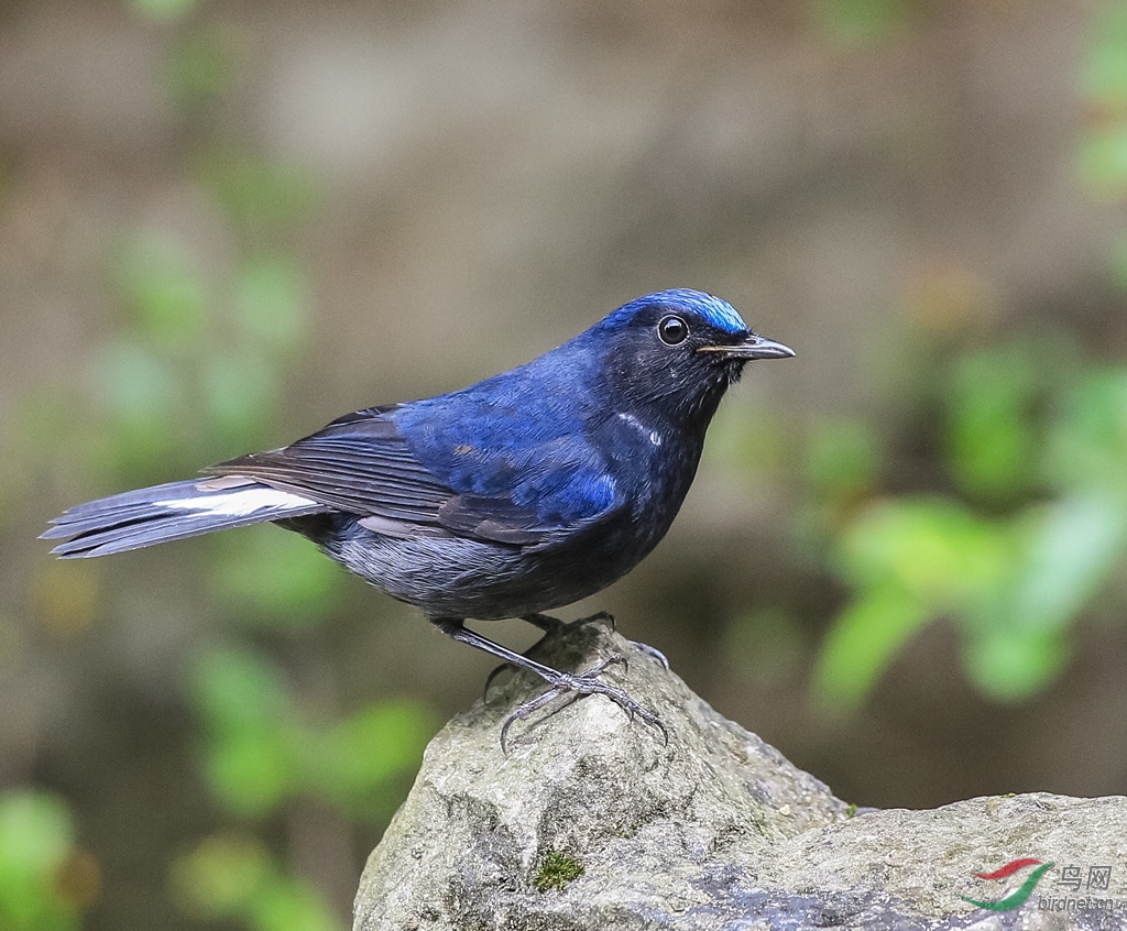 白尾蓝地鸲 - 林鸟版 鸟网