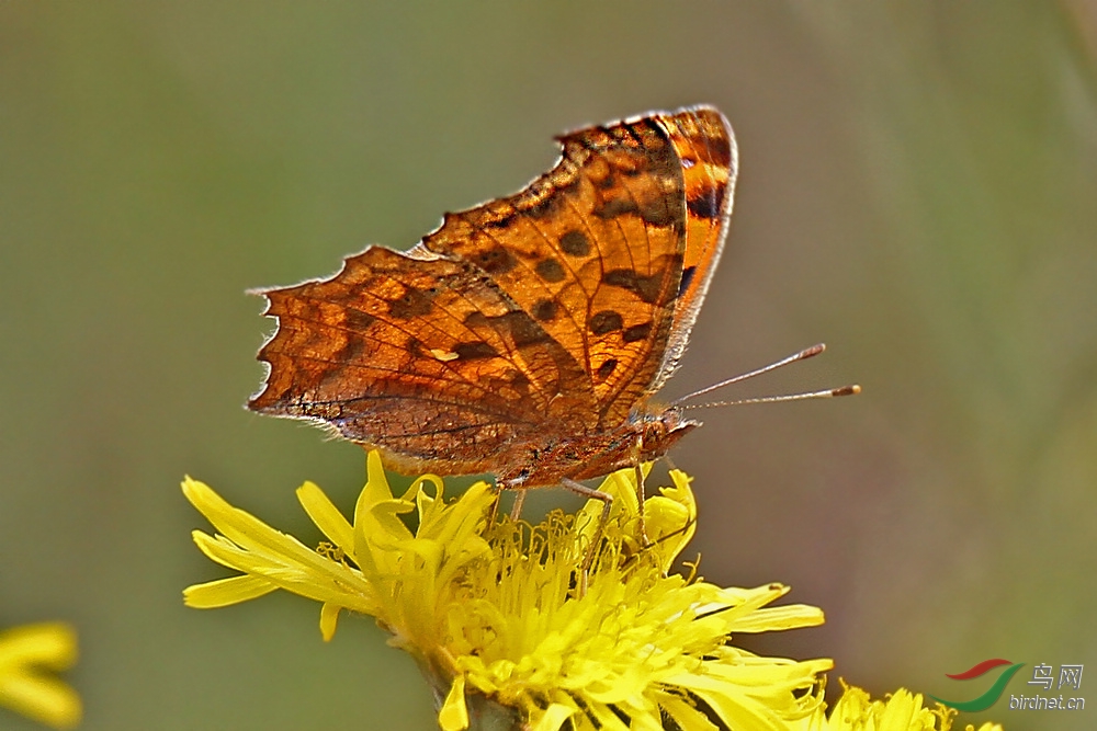 黄钩蛱蝶大红蛱蝶~两种.