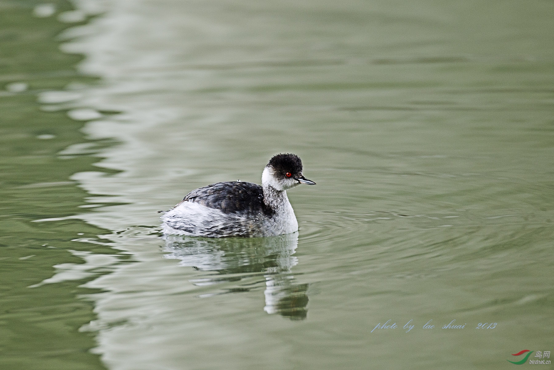 黑颈鸊鷉 - 重庆版 chongqing 鸟网