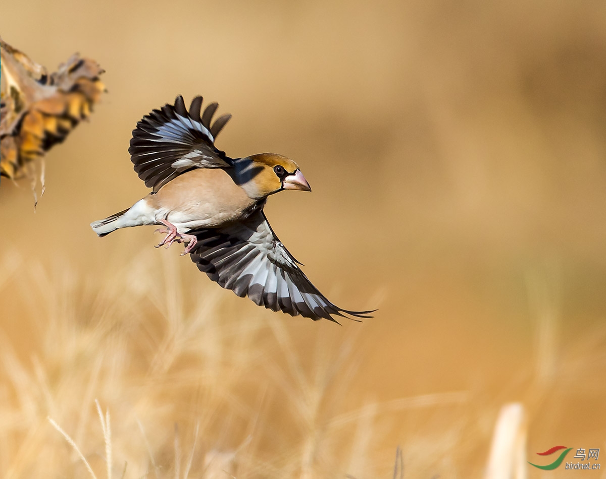 锡嘴雀我要起飞