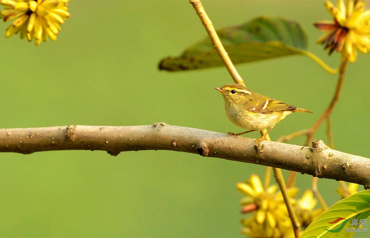 一组不知名的雀雀儿