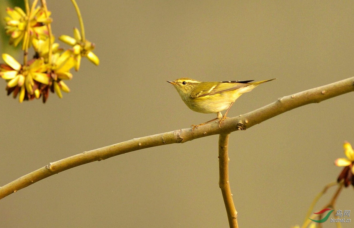 一组不知名的雀雀儿