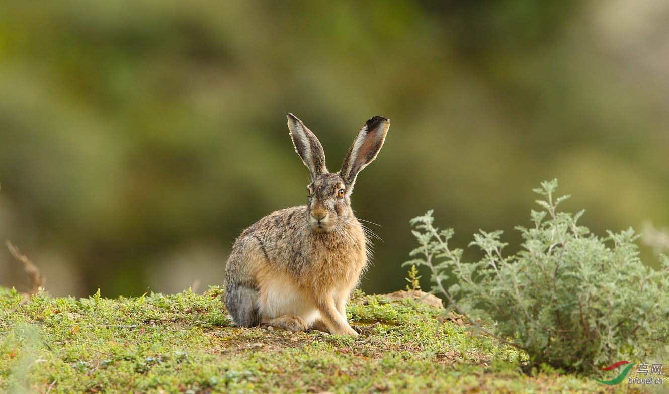 西藏的野兔兔
