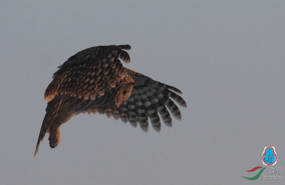 夕阳下悬停的林枭