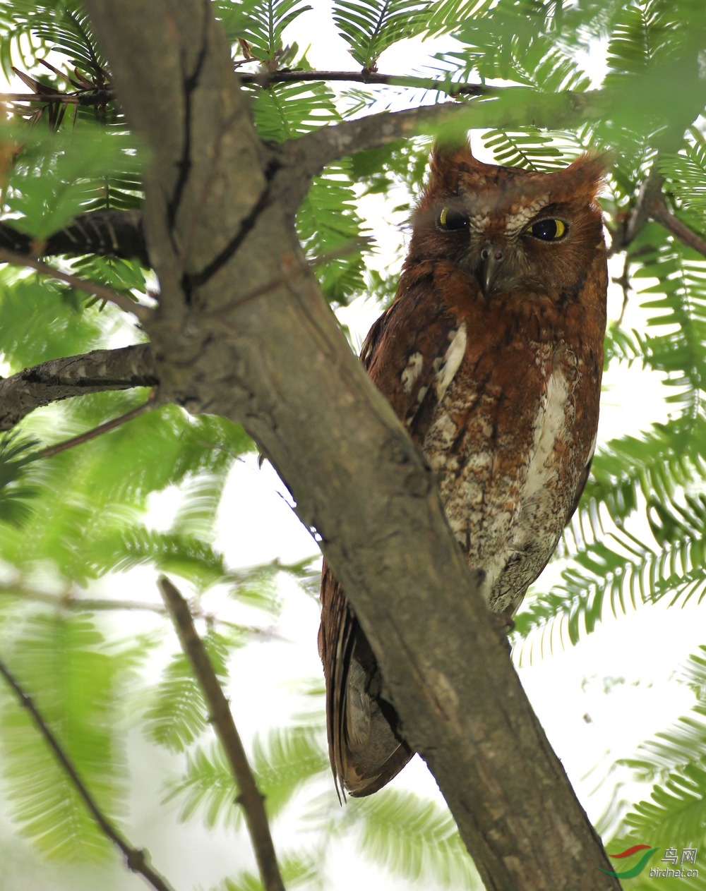 红脚鸮