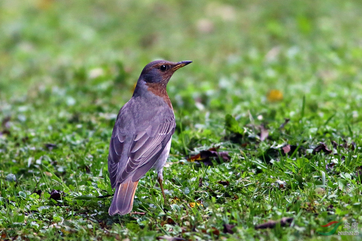 (乌灰鸫)这段时间拍的鸫类鸟片合集 - 四川版 sichuan鸟网