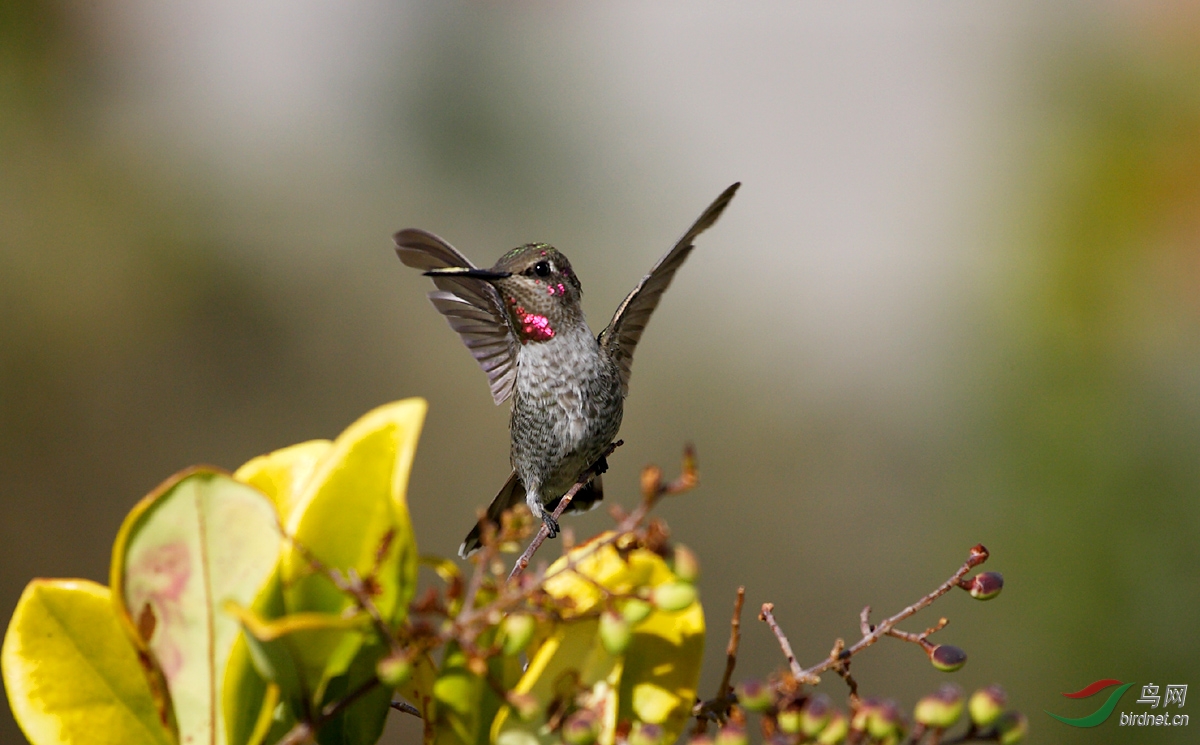 Hummingbird Pet