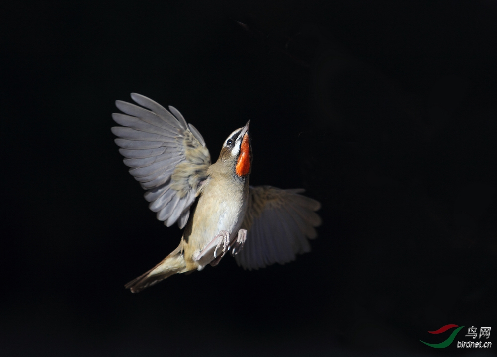 神坛拍的黑背景的点颏.