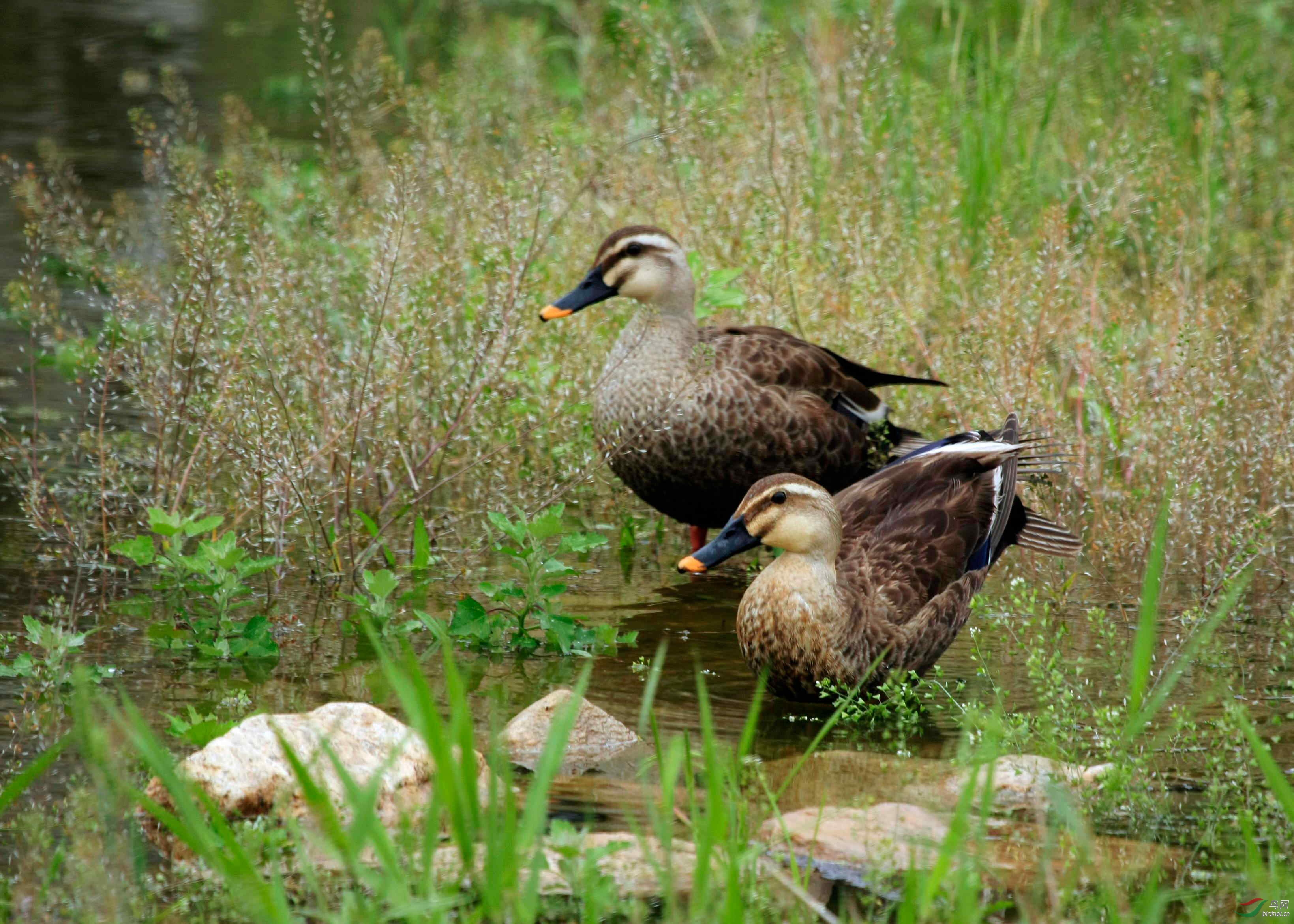 斑嘴鸭夫妻俩