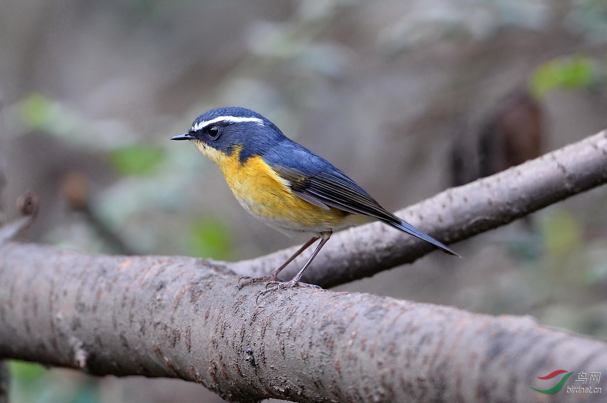 白眉林鸲 - 林鸟版 鸟网