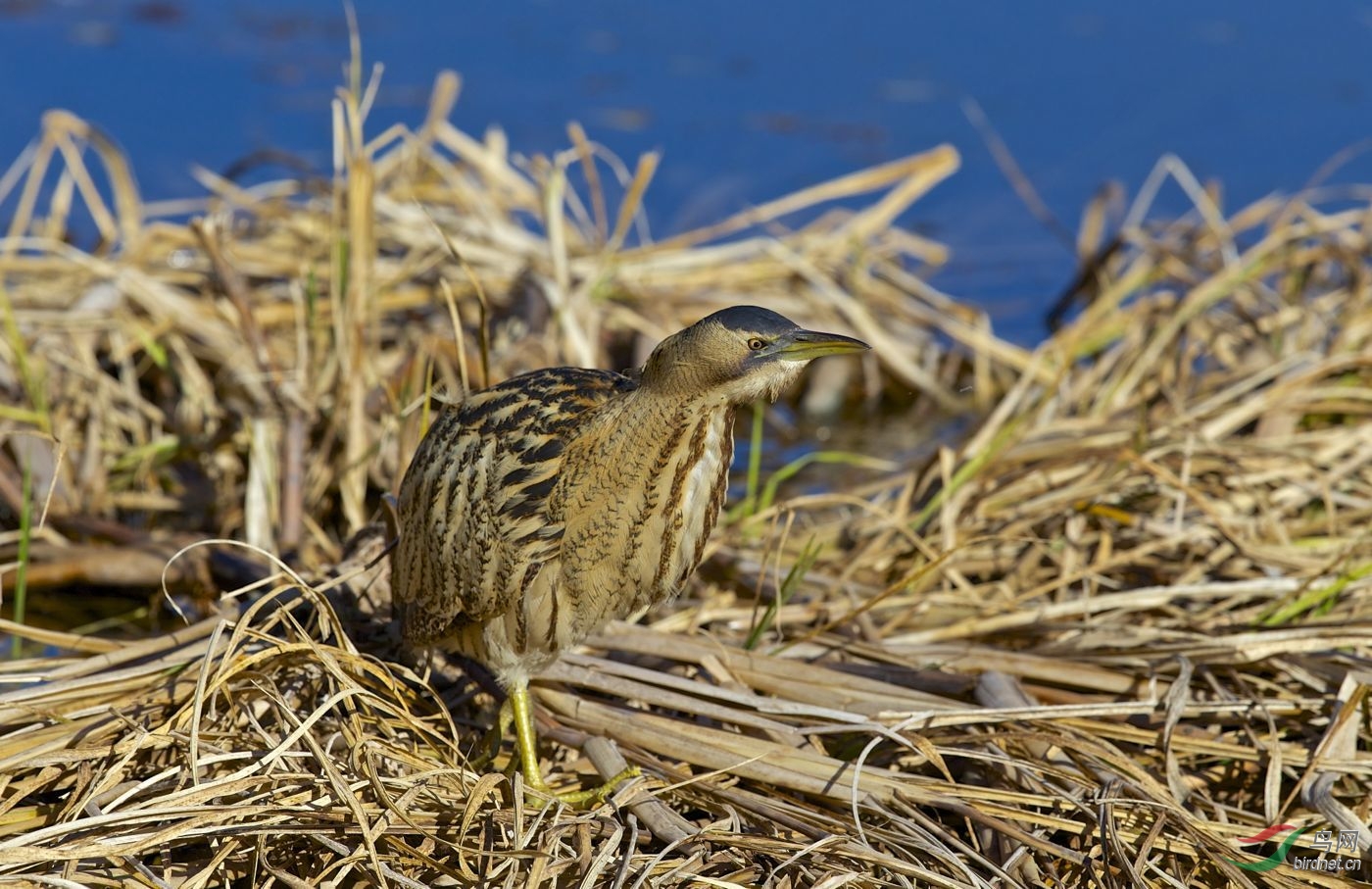 大麻鳽