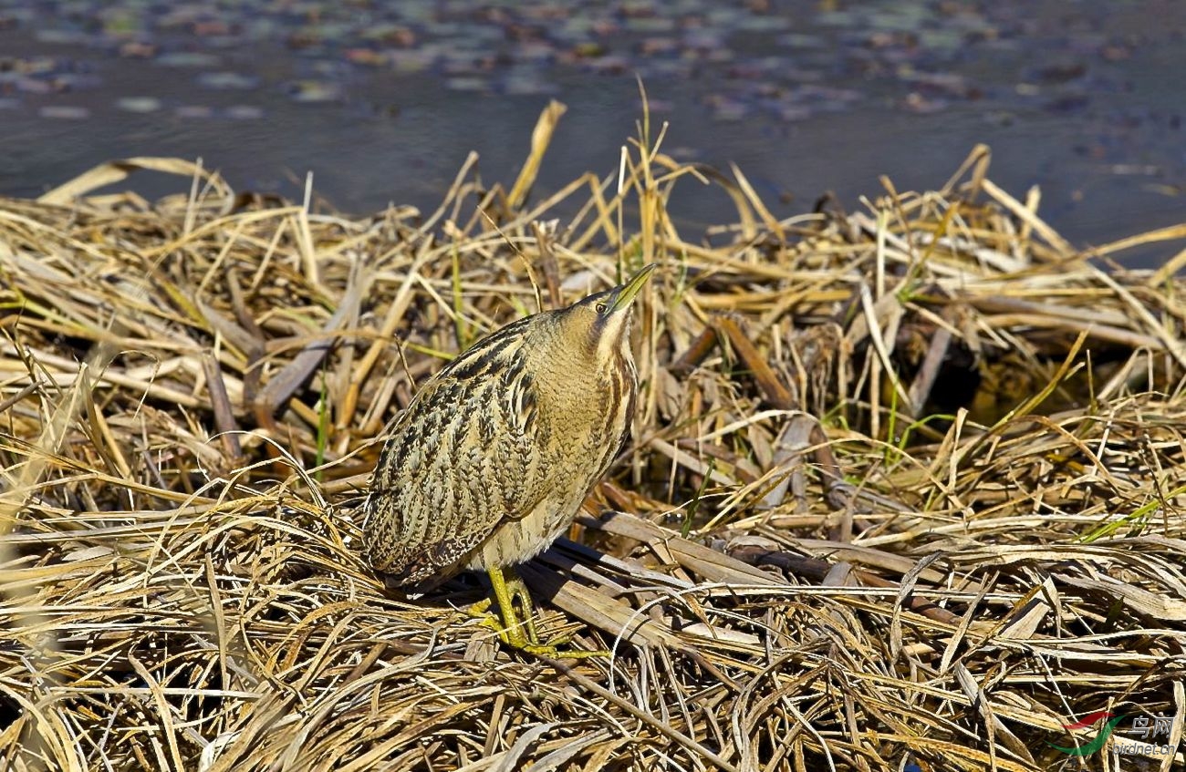 大麻鳽