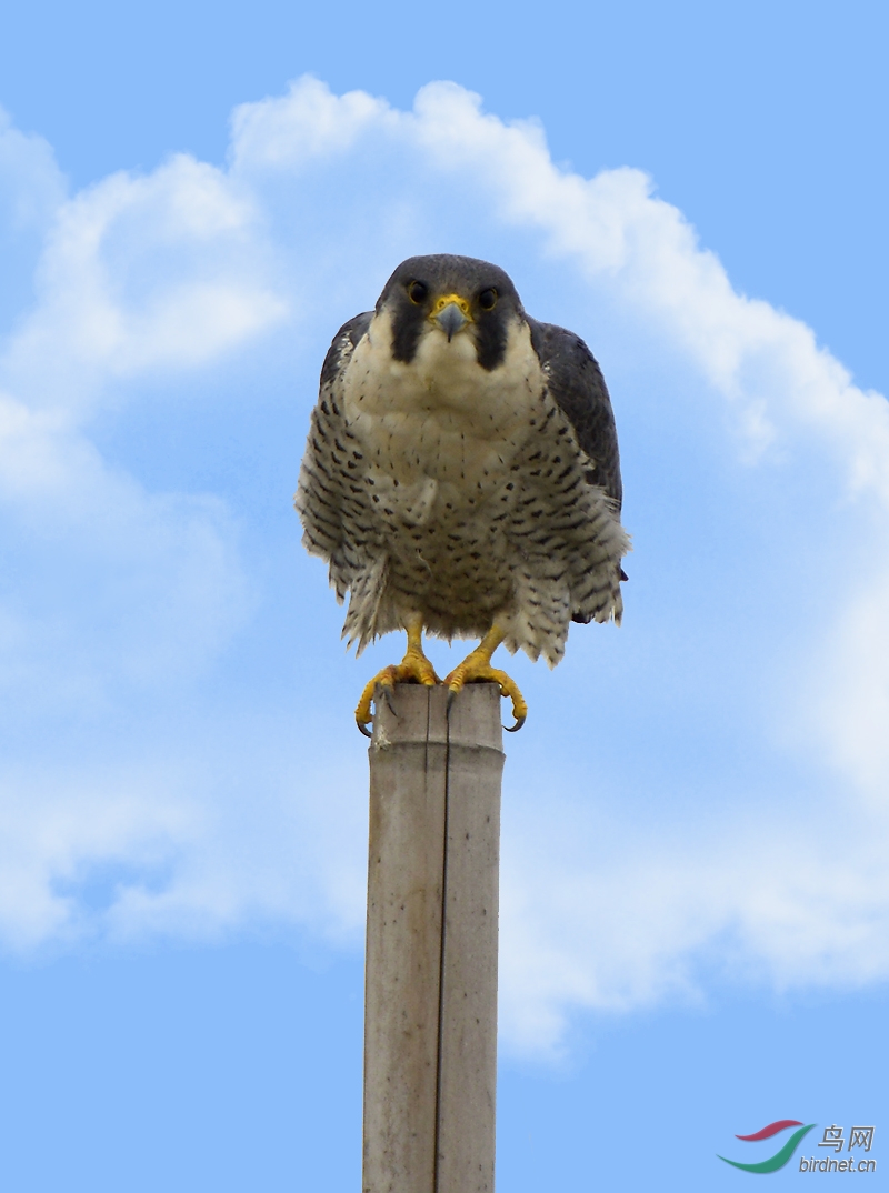 一只幼年游隼的萌照